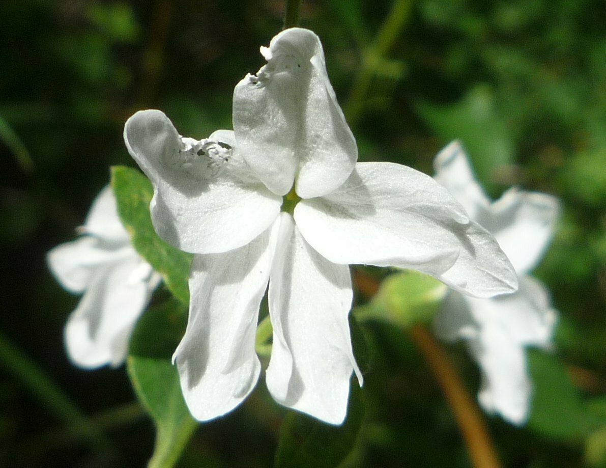High Resolution Silene latifolia Flower